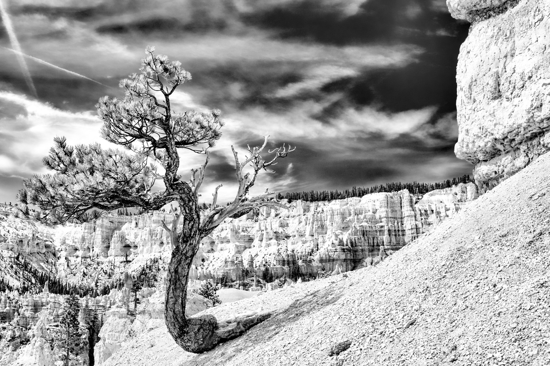 Bryce Tree - Utah