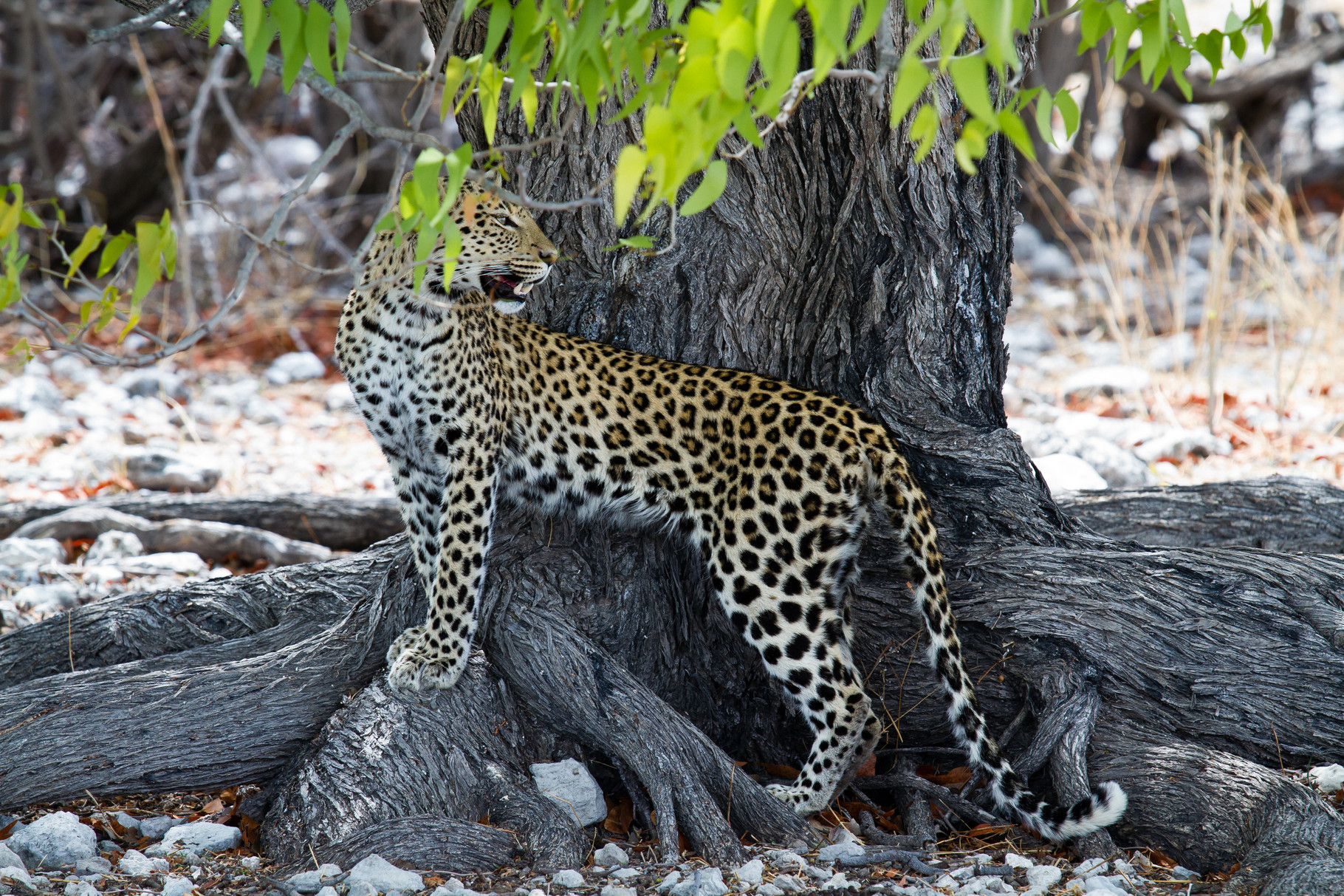 Leopard - Namibia