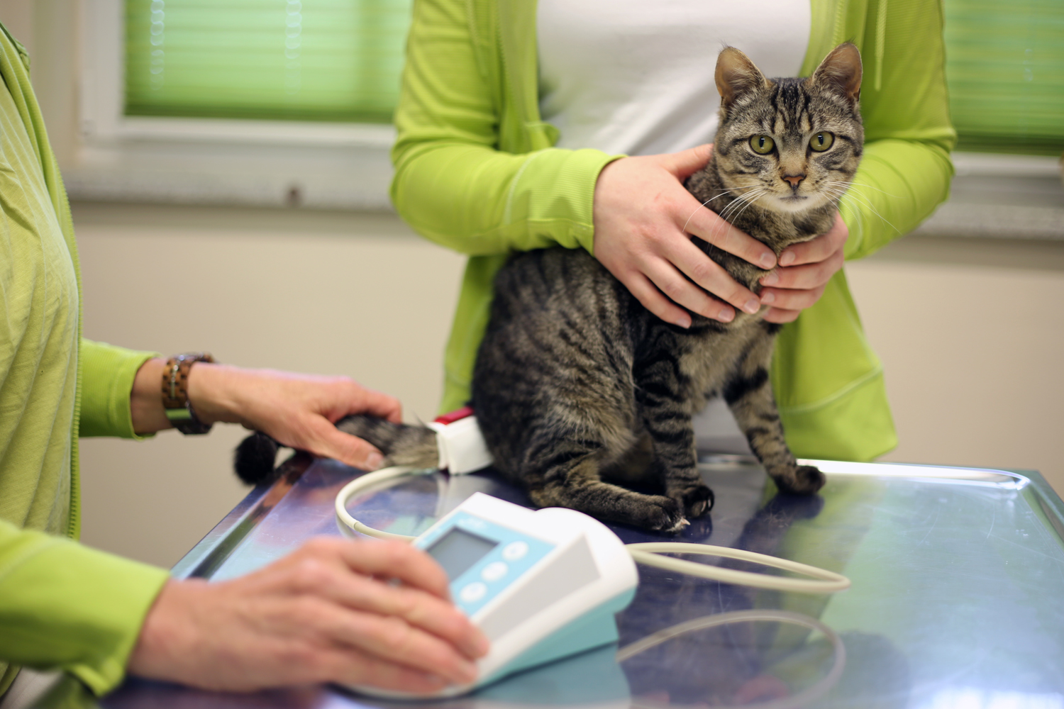 blutdruckmessung bei hund und katze tierarztpraxis karlskron dr med vet tanja strack