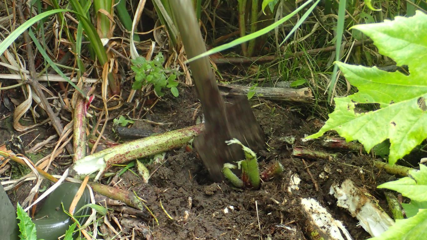 Bekämpfung der Herkulesstaude: Wird der unterirdische Vegetationskegel zertört, stirbt die Pflanze ab. Foto: ÖNSA/N.Feige