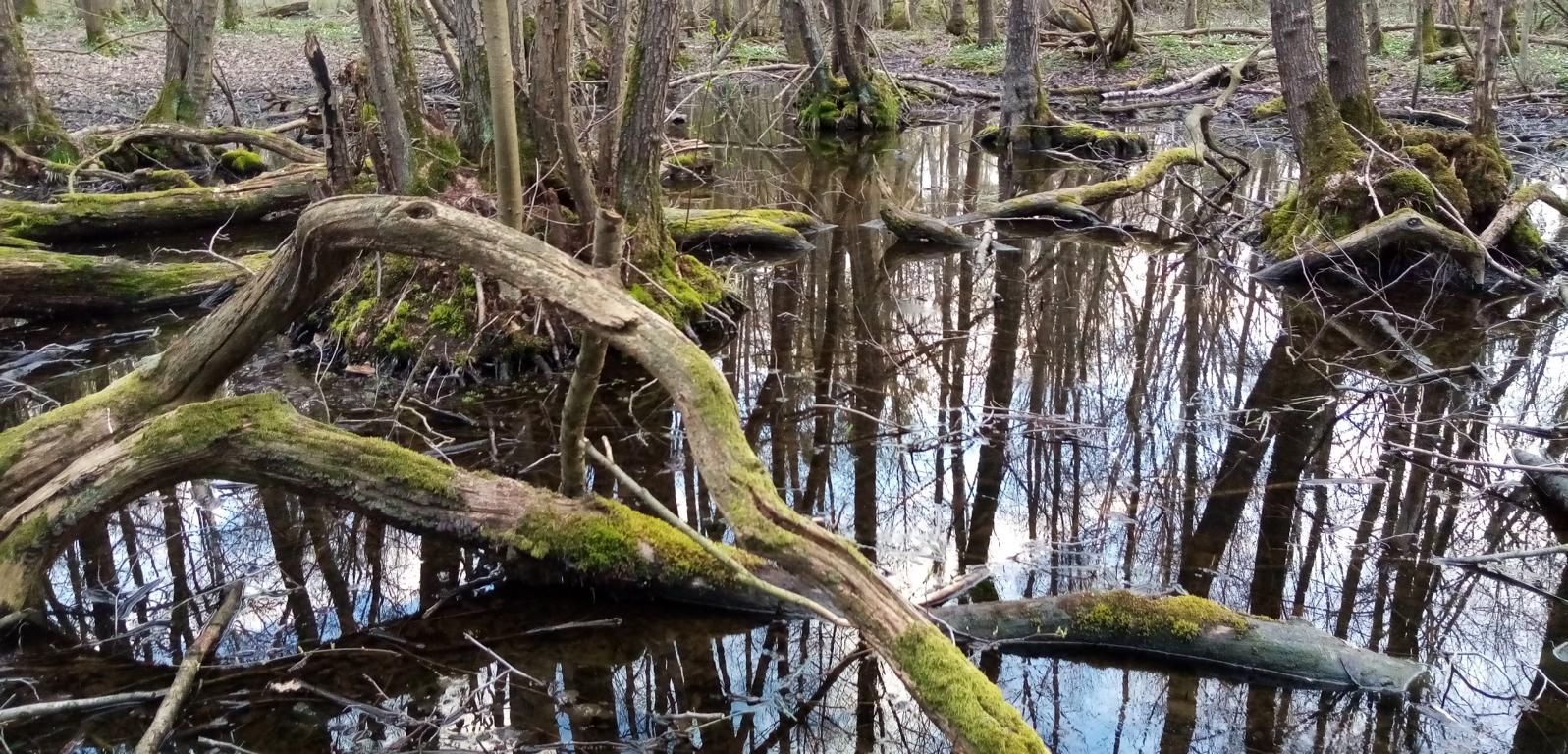 Sumpfige Stellen im Lappwald. Foto: ÖNSA/N.Feige