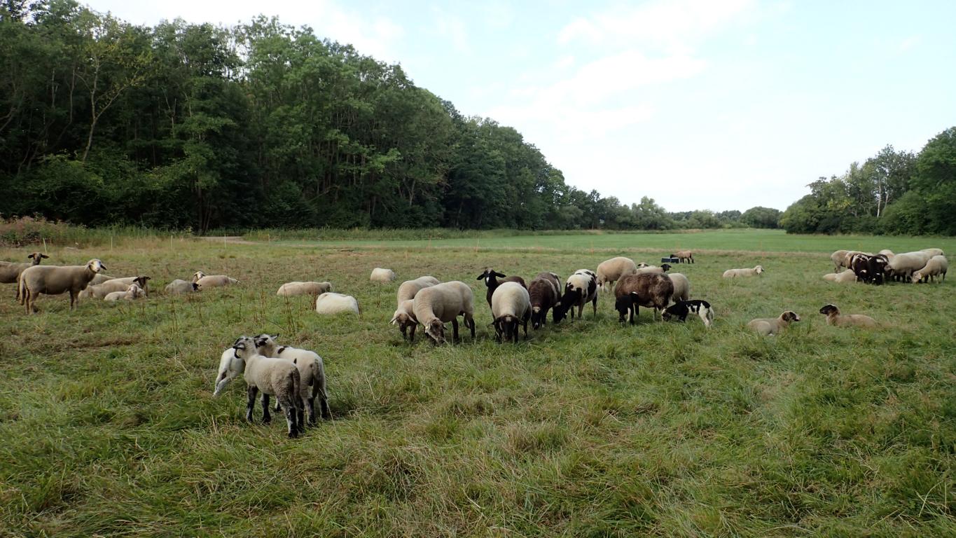 Schafe beweiden das feuchte Grünland entlang der Oker. Foto: ÖNSA/N. Feige