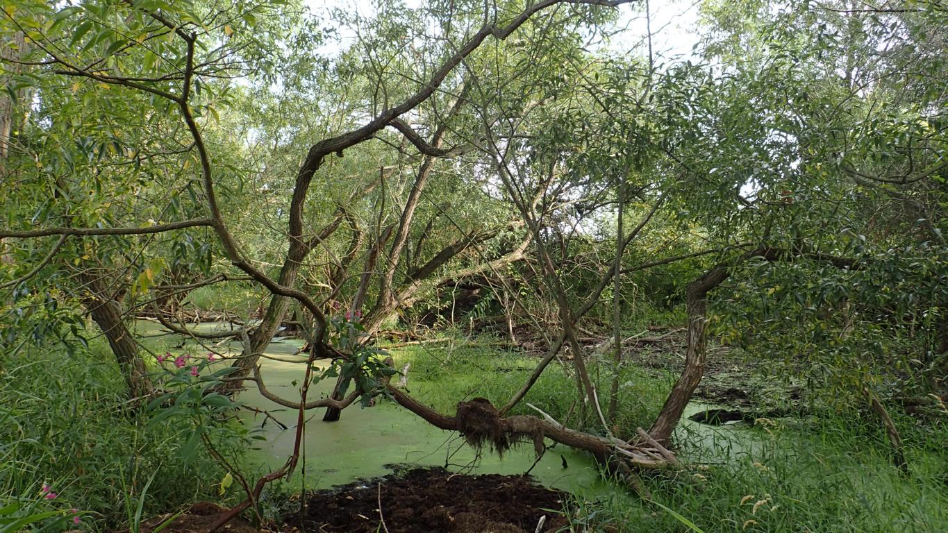 Verwunschener Auwald. Foto: ÖNSA/N. Feige