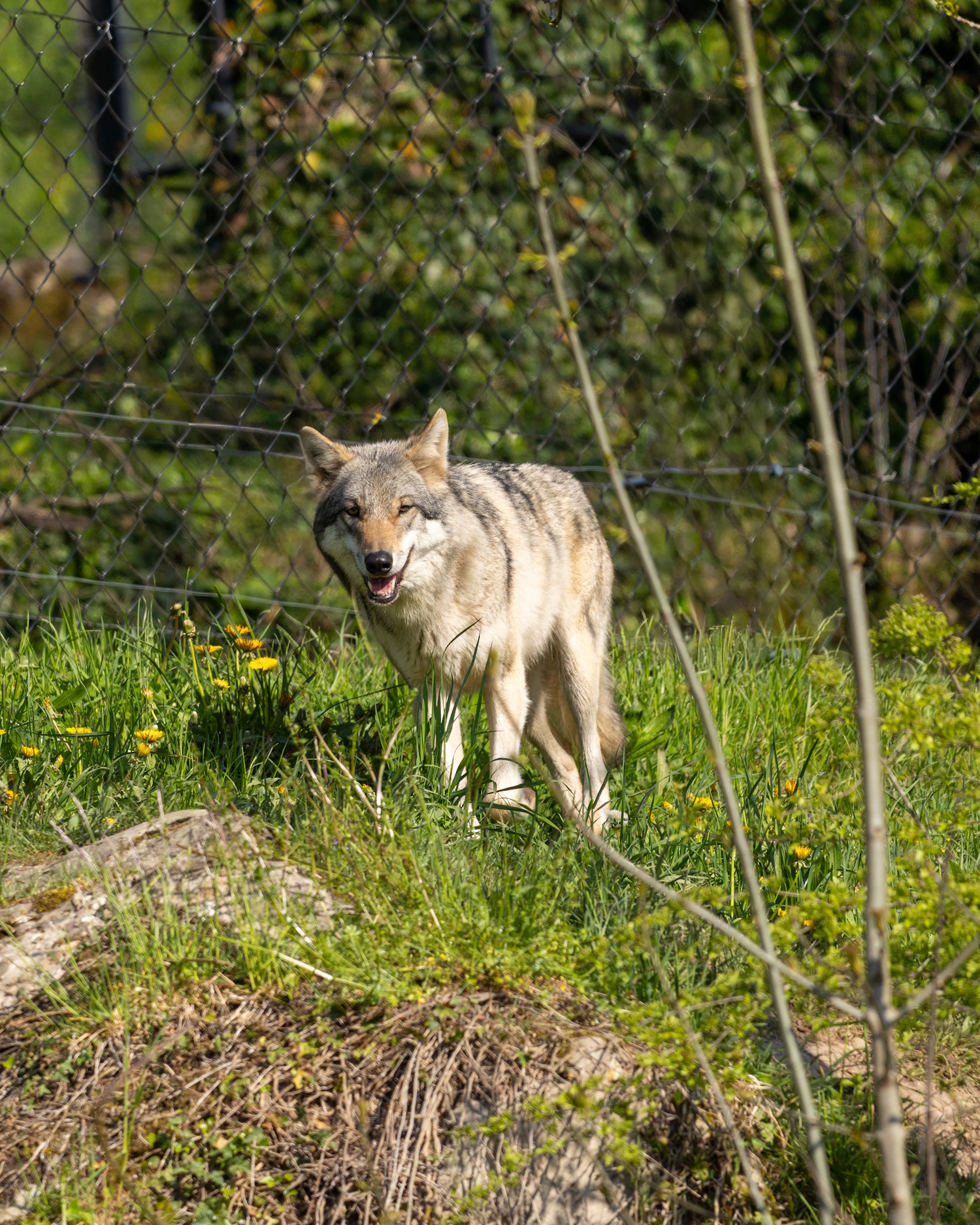 Tierpark Goldau