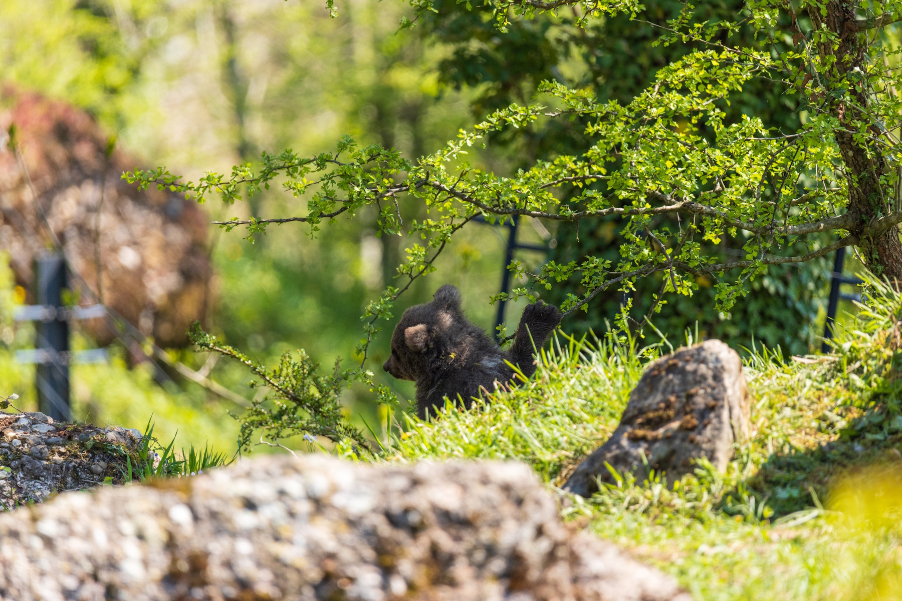 Bärenkinder, Tierpark Goldau, Syrische Bären, Baby Bären, junge Bären
