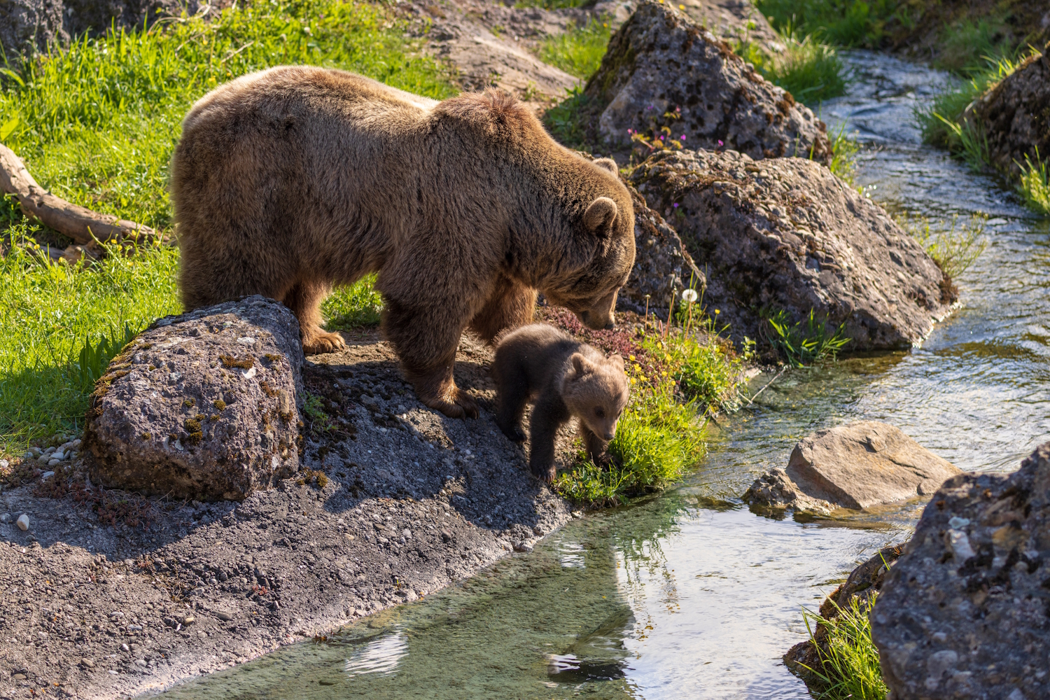 Bärenkinder, Tierpark Goldau, Syrische Bären, Baby Bären, junge Bären