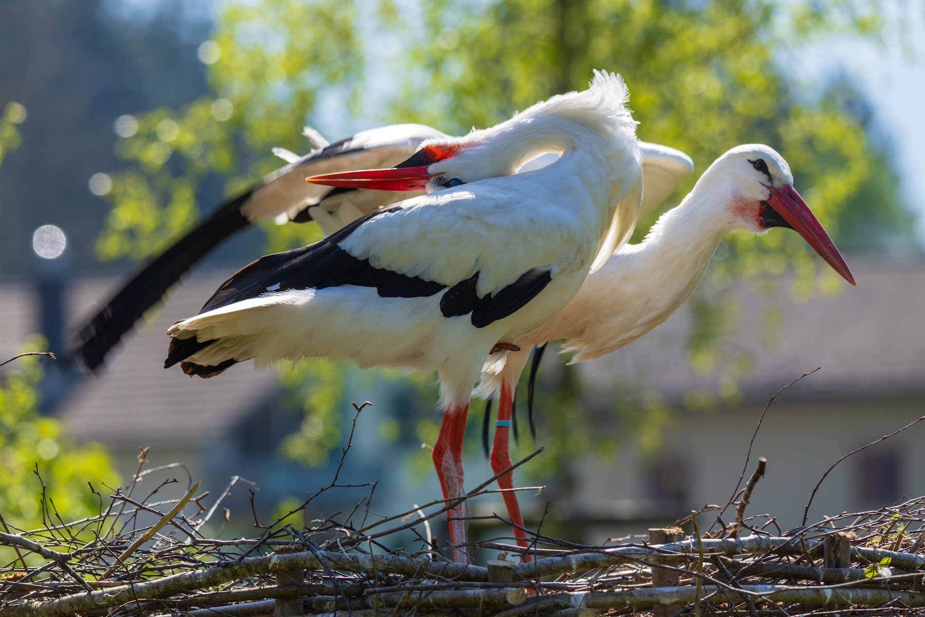 Tierpark Goldau