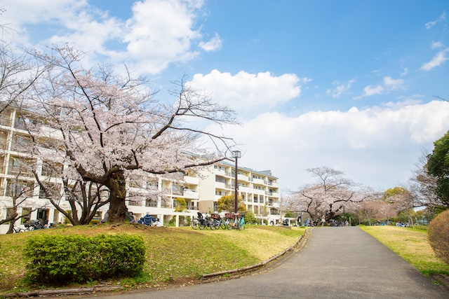 出張撮影 出張カメラマン ロケーション撮影 練馬区 光が丘 つばき園 桜 家族写真 入学記念 女性カメラマン フォトグラファー 自然