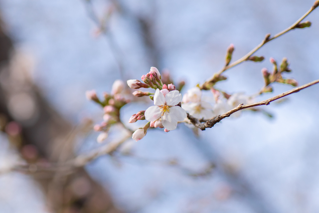 【練馬区】桜撮影におすすめのスポット〜城北中央公園〜