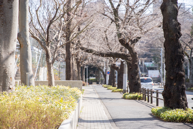 出張撮影　出張カメラマン　練馬区　桜　女性カメラマン　入学記念