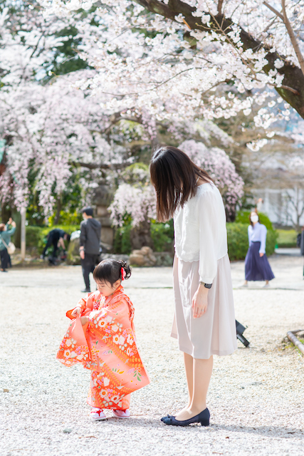 出張撮影　出張カメラマン　女性カメラマン　港区　増上寺　七五三前撮り　桜　家族写真