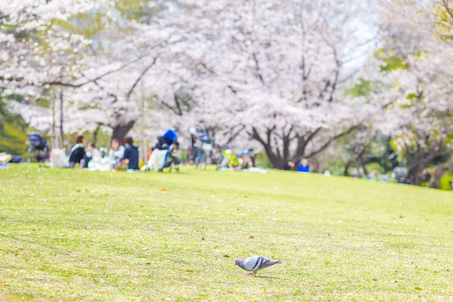出張撮影 出張カメラマン ロケーション撮影 練馬区 光が丘 つばき園 桜 家族写真 入学記念 女性カメラマン フォトグラファー 自然