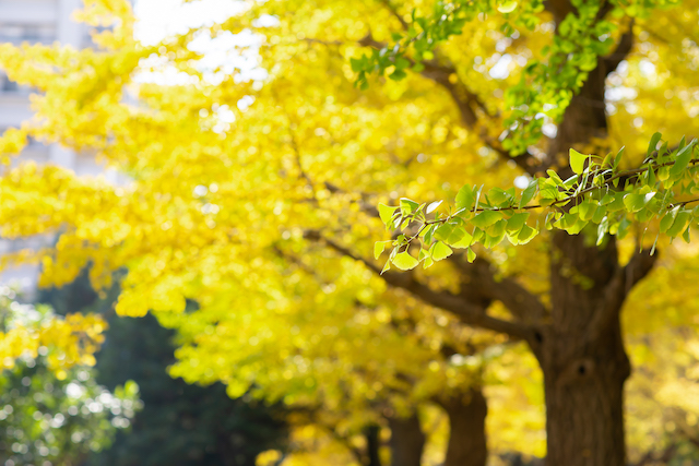 光が丘大通り&光が丘公園で紅葉撮影☆撮影レポート（練馬区・光が丘）