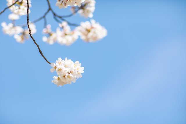 撮影の下見中に撮った桜たち☆