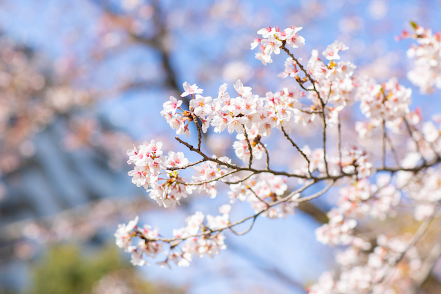 出張カメラマン　出張撮影　女性カメラマン　家族写真　お宮参り　桜　練馬区　光が丘　つばき園