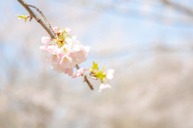 【練馬区】おすすめの桜スポット3選