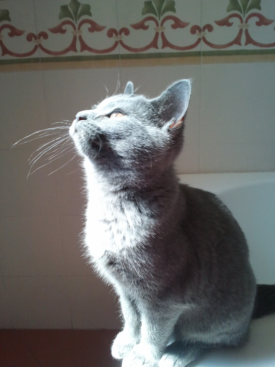 Trilli a 4 mesi