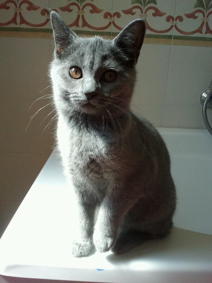 Trilli a 4 mesi