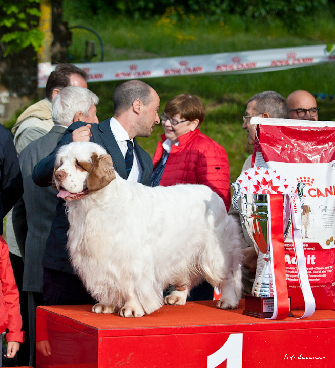 BIS Clumber Spaniel