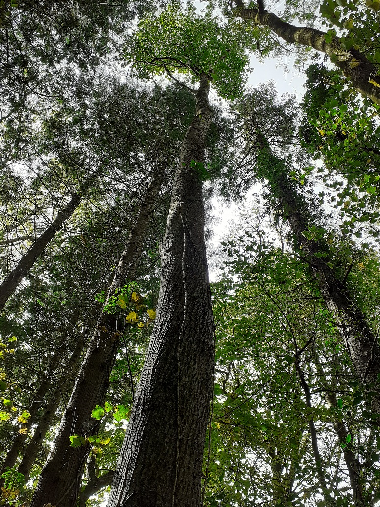 Tulip tree silviculture future forests