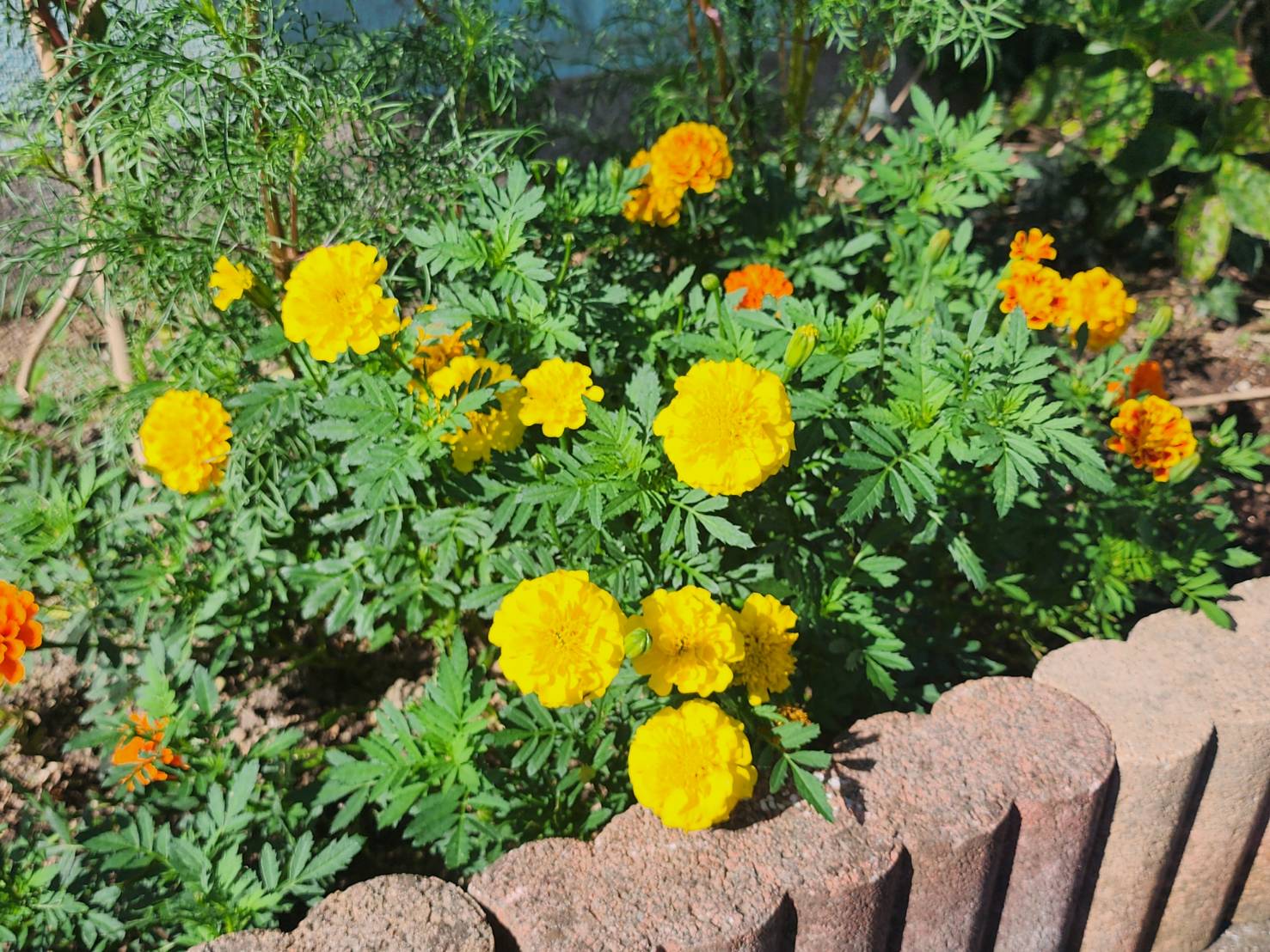 玄関前の花壇