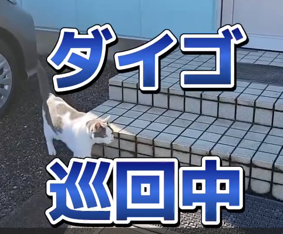 ダイゴの巡回