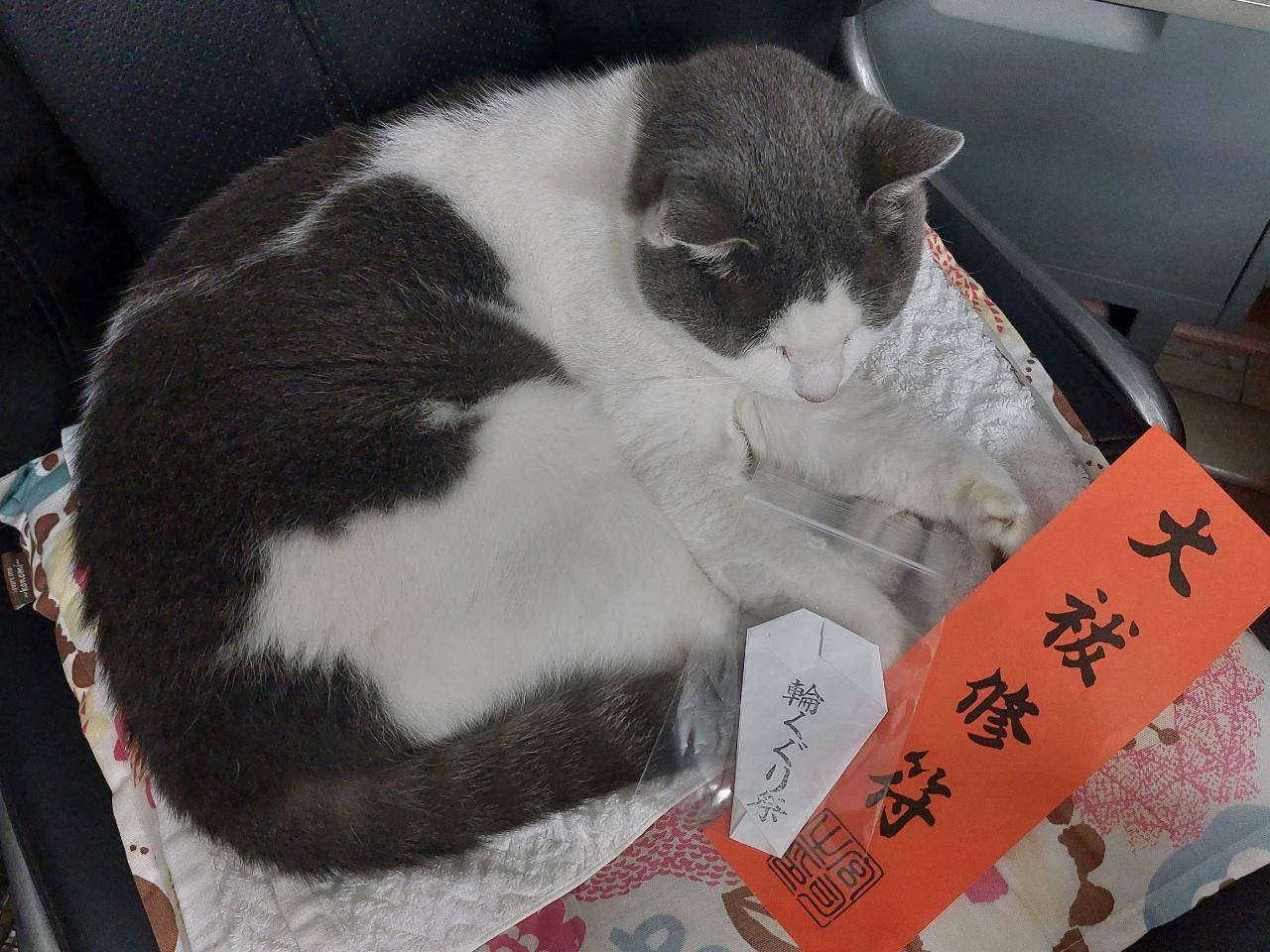 輪くぐりさんニャ