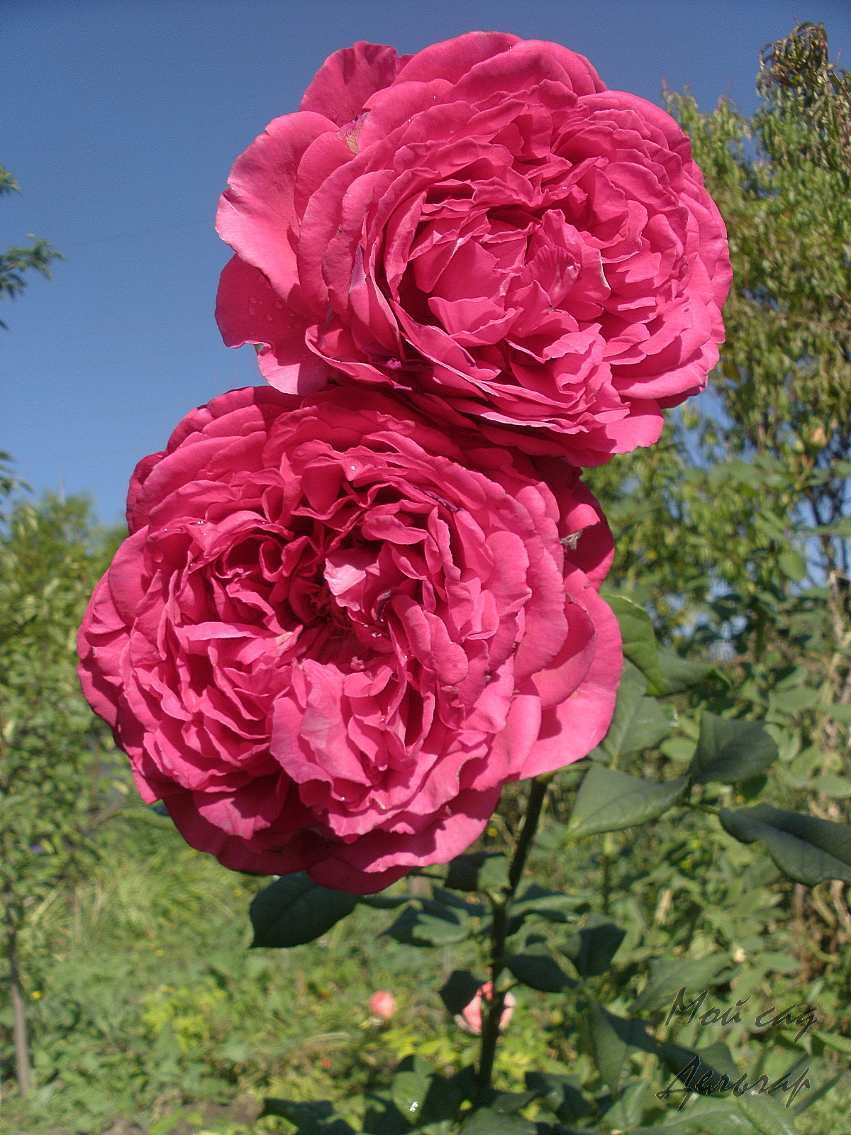 Роза Гёте