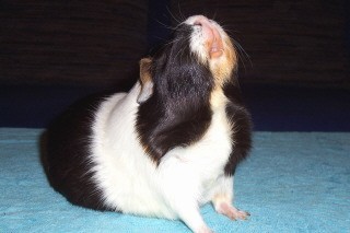 Sammy