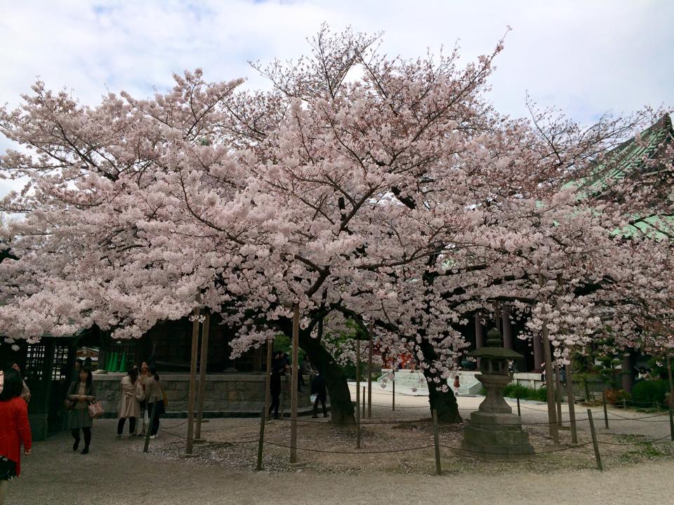 東長寺の桜（福岡）