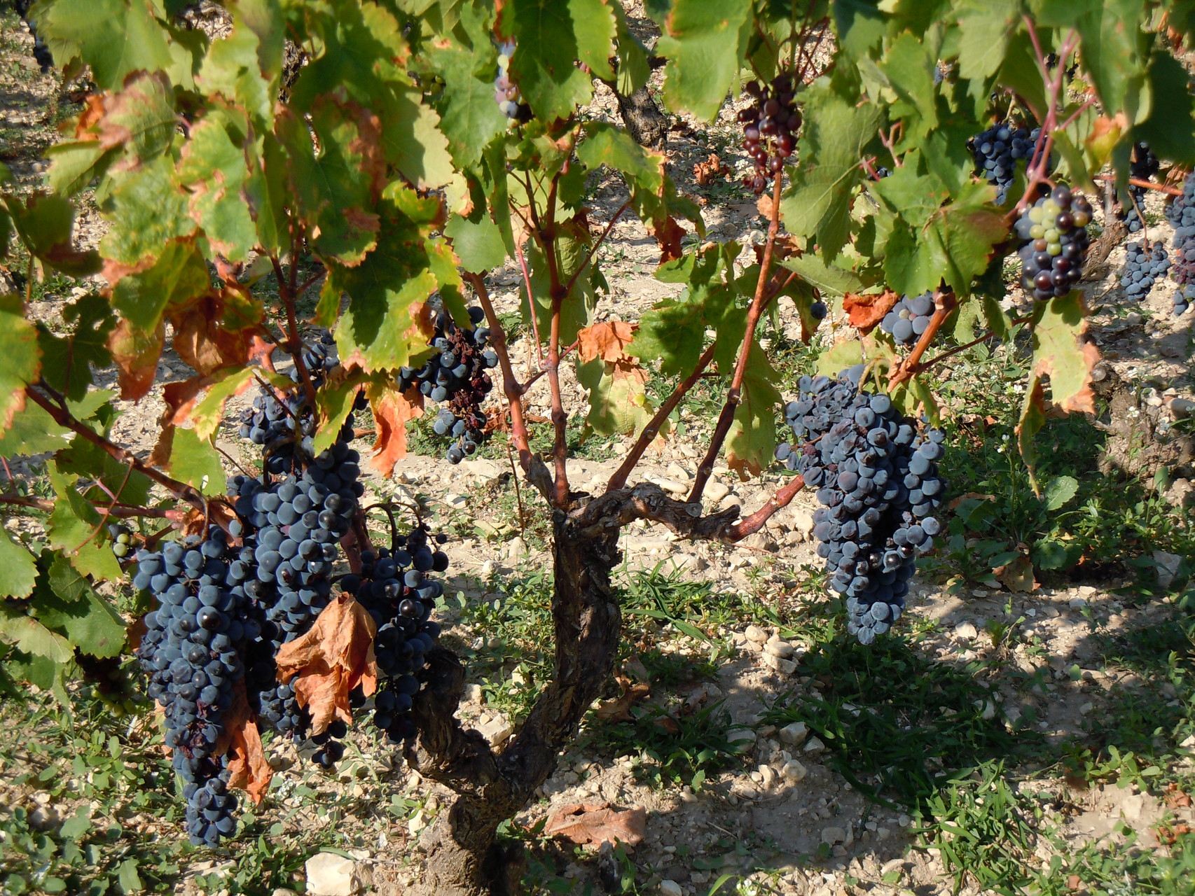 C'est la saison des vendanges