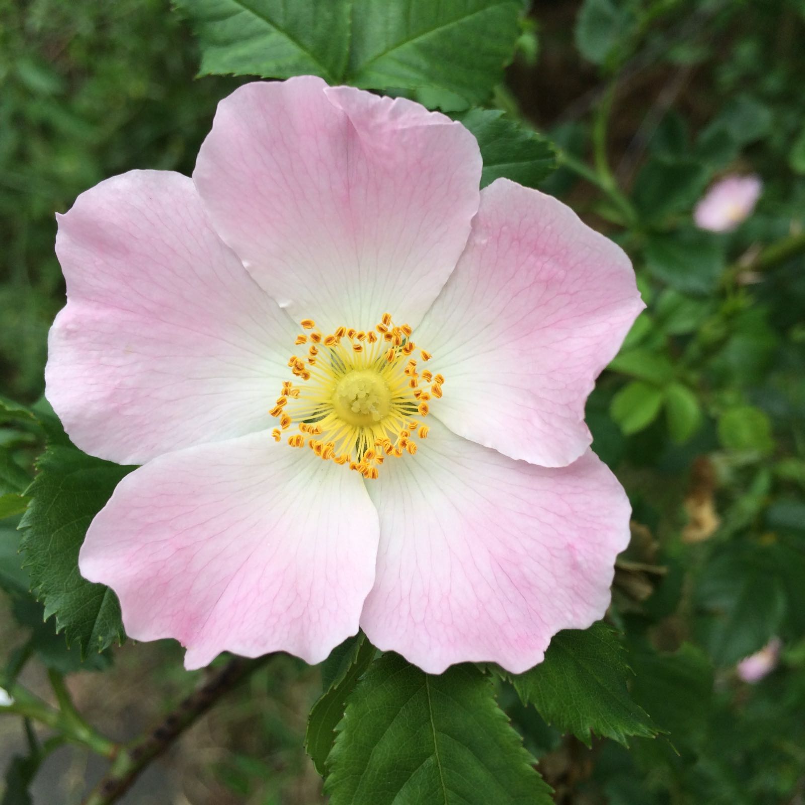 Wild Rose (Heckenrose)