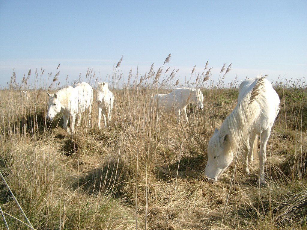 Chevaux blancs de Camargue