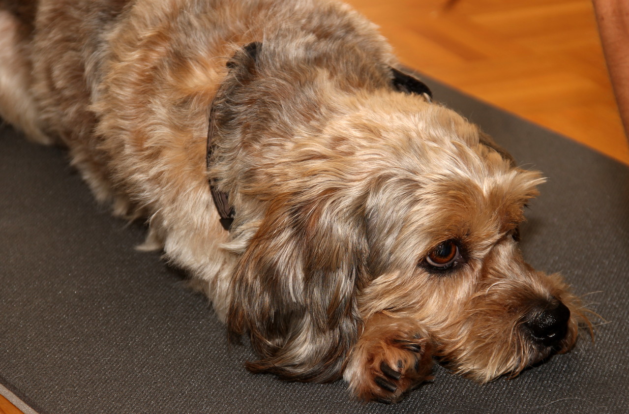 Als Tierhalter stellen Sie fest……. vierbeinigvital Physiotherapie