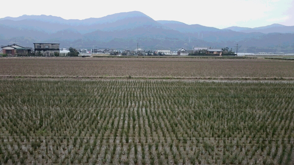 い草の産地 熊本へ来ています (^^)/　くまもんの畳縁のベンチ