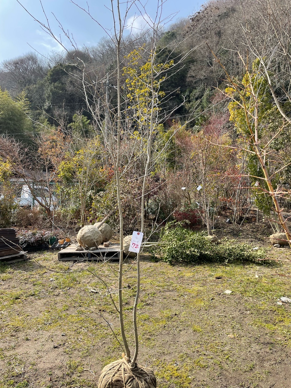 揺れる新緑。山採りモミジ株。