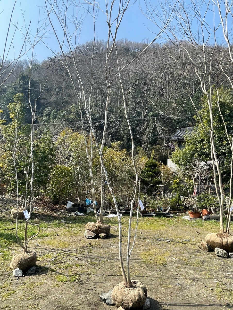 販売 樹木、植木、苗 - 植木屋キャットピース