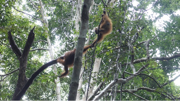 Otan hilft seiner Freundin  ®Sintang Orangutan Center