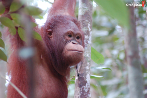 ®Sintang Orangutan Center