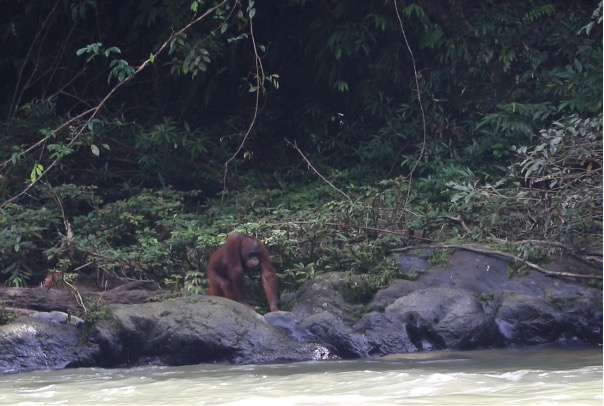 Felix am Flussufer, ®Sintang Orangutan Center