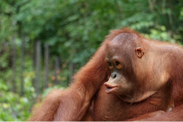 Jacques relaxes :-)) ®Sintang Orangutan Center