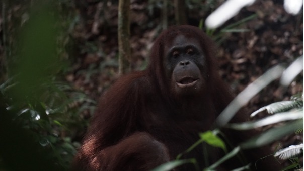 Vicko, die im April 2021 freigelassen wurde, ®Sintang Orangutan Center