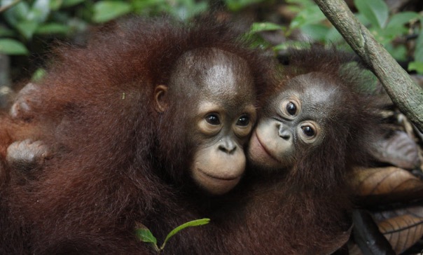 Julia (links) und Otan auf dem Waldboden, ®Sintang Orangutan Center