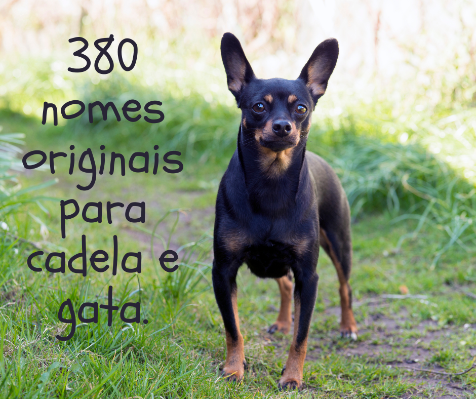 380 nomes originais para cadela e gata.