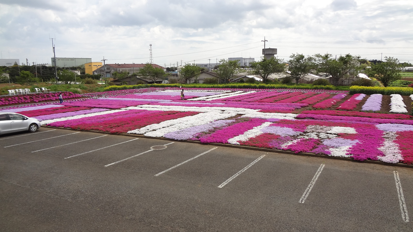 H29年の芝桜 東庄町芝桜の会 H29年の芝桜 東庄町芝桜の会