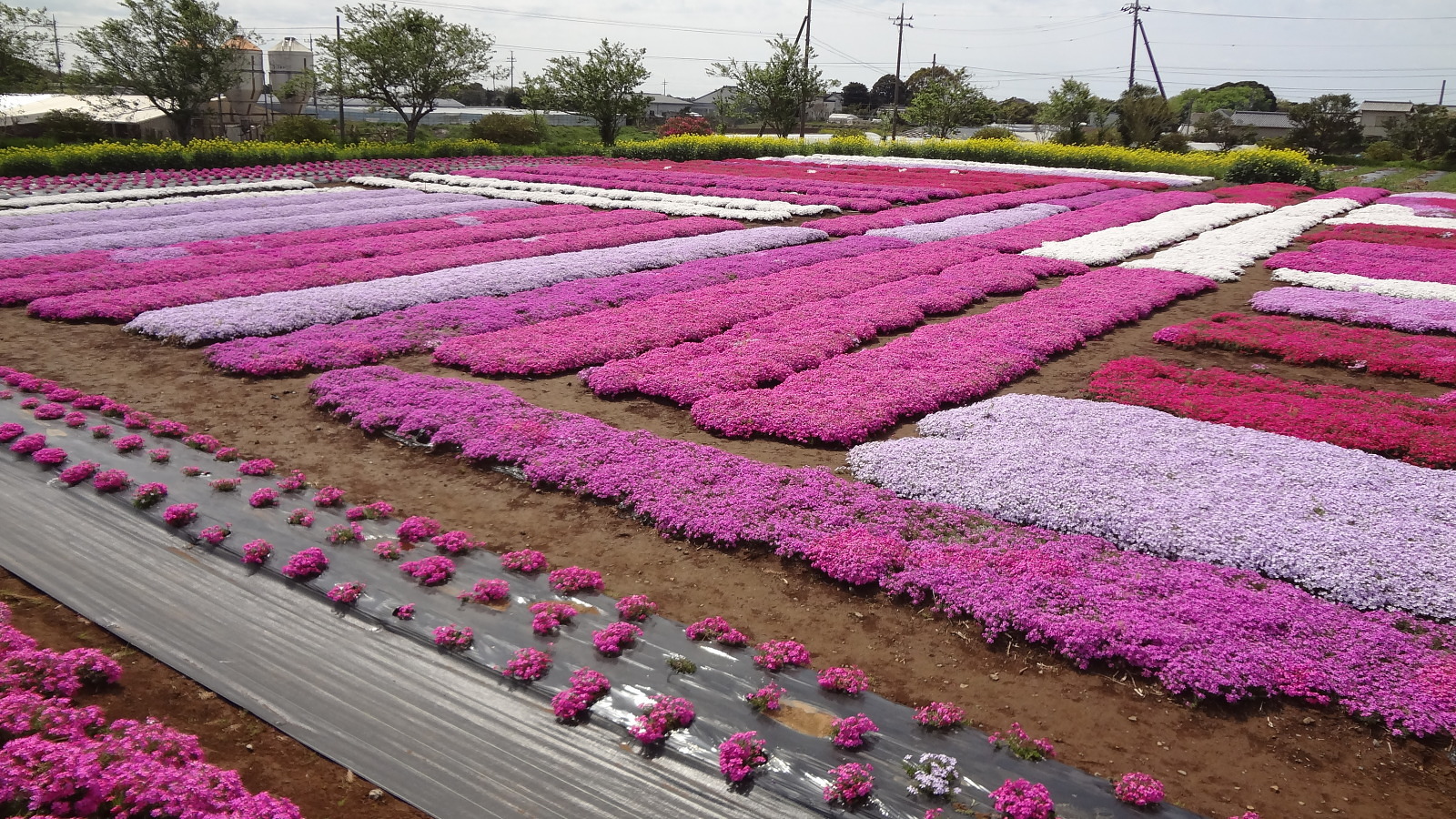 H29年の芝桜 東庄町芝桜の会