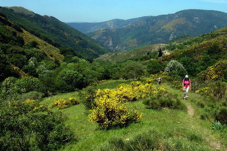 Sur le Mont Lozère en mai et juin