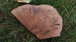 Skizze einer Pfeife auf einem Bruyere-Holzklotz, Vorbereitung zur Fertigung