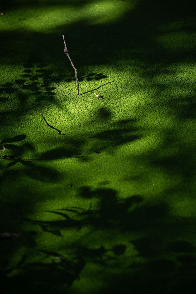 Tableaux végétaux - Marais, zone humide : ombres portées de feuillages sur lit de lentilles d'eau - Plant paintings - Marsh, wetland : shadows cast by foliage on a beh of duckweed