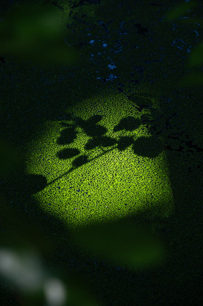 Tableaux végétaux - Marais, zone humide : ombres portées de feuillages sur lit de lentilles d'eau - Plant paintings - Marsh, wetland : shadows cast by foliage on a beh of duckweed